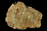 1.3" Ankylosaur Scute - Alberta (Disposition #000028-29) - #132079-1